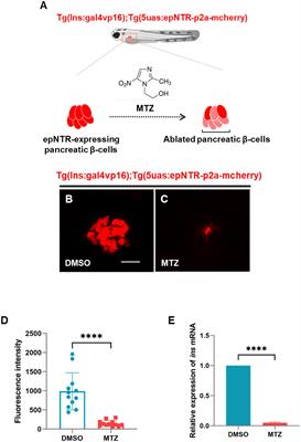 Transgenic zebrafish as a model for investigating diabetic peripheral neuropathy: investigation of the role of insulin signaling